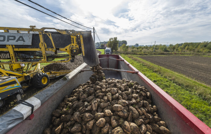 Discover the Perfect STAS Tipper for Your Sugar Beet Transport